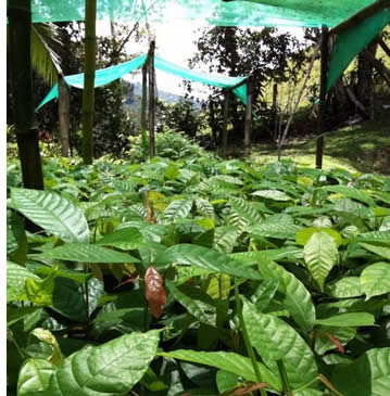 Bébé plants de cacao